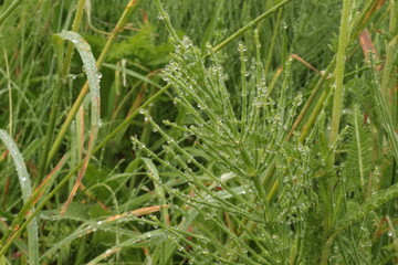 
Water droplets left on the blades of grass after a summer rain