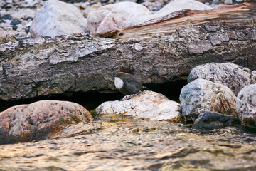 bird white-throated dipper sits on a coastal stone near a stream