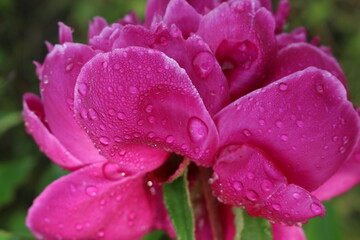 
Water drops remained on pink peonies after a summer rain
