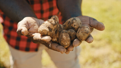 African farmer holding raw potatoes in his hands. Close up. High quality photo