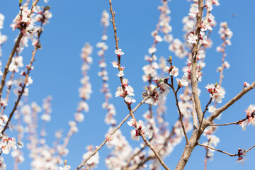 Beautiful floral spring nature background