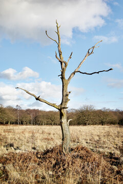 A barren tree in an empty fild