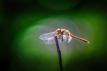 A beautyful red dragonfly on a little branch.