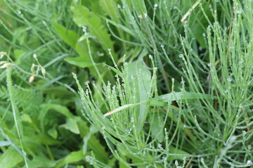 
Water droplets left on the blades of grass after a summer rain