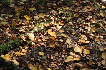 Yellow dry leaves on the ground, autumn leaves background