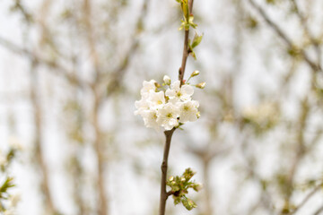 Beautiful floral spring nature background