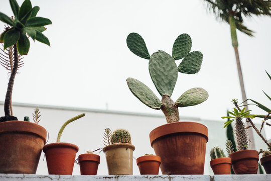 Row of Cacti in Pots