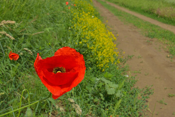 opium poppy field - Transylvania, Romania