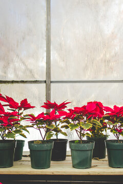 Poinsettias inside a conservatory window