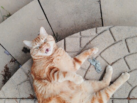 Angry Cat Stares Back At Me
