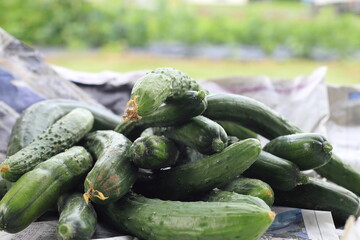 家庭菜園で収穫した不揃いのきゅうり