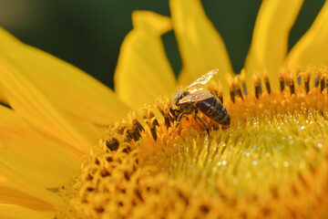 Bees Pollinate Sunflowers