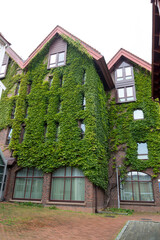 Fototapeta na wymiar Green wall in a building