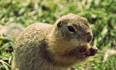 Gopher portrait in the wild