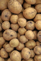 家庭菜園で収穫したいっぱいの不揃いジャガイモ