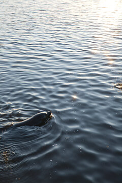 Calm blue water on an estuary with a friendly seal
