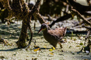 Wodnik zwyczajny Rallus aquaticus szuka jedzenia na swoim terenie