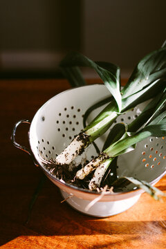 Baby leeks in a colander.