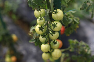 家庭菜園の熟す前のミニトマト