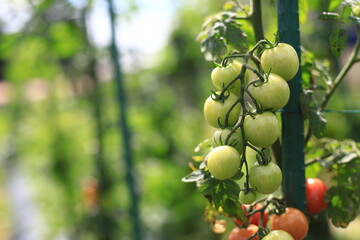 家庭菜園の熟す前のミニトマト