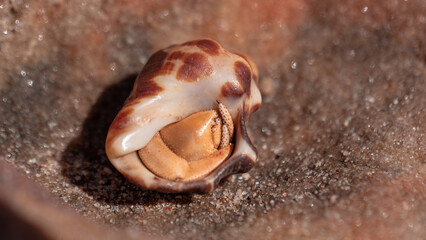 close up of a crab in a shell