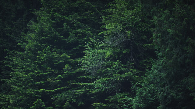 TREES