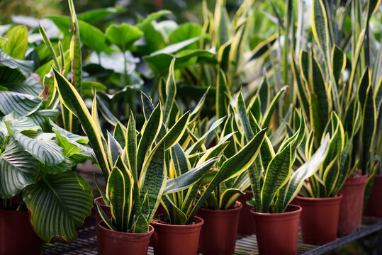 Many snake plant in pot