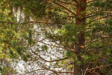 autumn landscape with colorful trees, plants, grass in a natural forest near a natural reservoir
