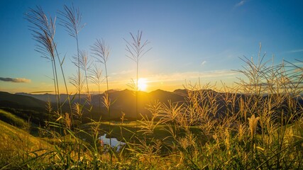 ススキと夕日