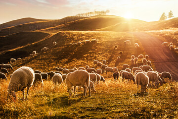 Naklejka premium Sheep in the field. Sheep in the mountains. Sunset in Livigno. 