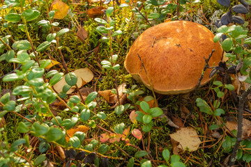 autumn landscape with mushrooms, shrubs, plants, grass, foliage in a natural forest