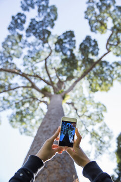 Taking a photo of a tree