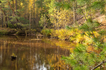 autumn landscape with colorful trees, plants, grass in a natural forest near a natural reservoir