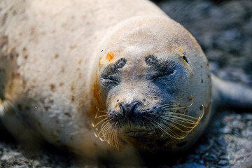 仙法志御崎公園の海豹 © makieni
