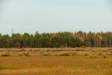 autumn landscape with colorful trees, plants, grass in a natural forest