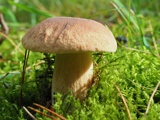 White mushroom grows in the forest among green moss