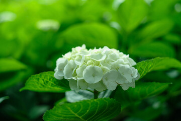 紫陽花　hydrangea