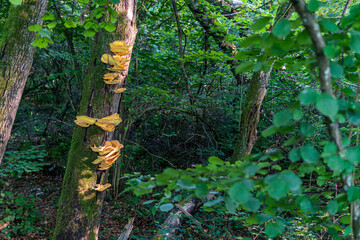 Beautiful multi-colored mushrooms in the autumn forest