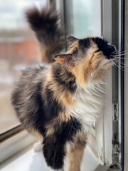 Orange and black cat standing on the windowsill