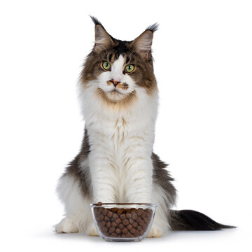 Handsome young Maine Coon cat, sitting up facing front behind feeding bowl with dry kibbles. Looking beside camera. Isolated on white background.