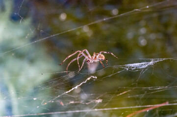 spider on the web