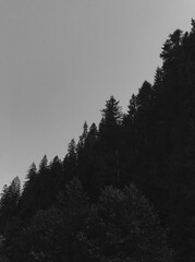 Forest and nature, minimalism 