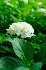 紫陽花　hydrangea