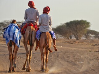 Camels in oman desart. 