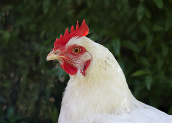 Portrait of a white chicken in the garden