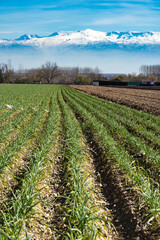 Obraz premium view of the fertile plain of Granada with sierra nevada in the background