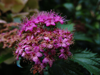 beautiful flowers close-up.macro mode.