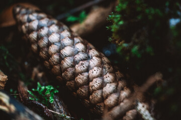 Fir cone macro