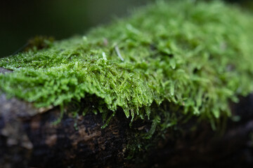moss on tree