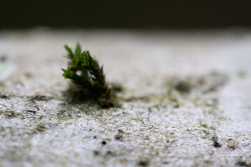 moss on grey tree